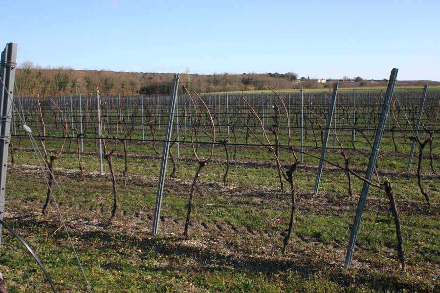 Câble chauffant antigel, autorégulant pour vigne - Palissage SCDC